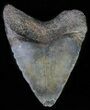 Juvenile Megalodon Tooth #62139-1